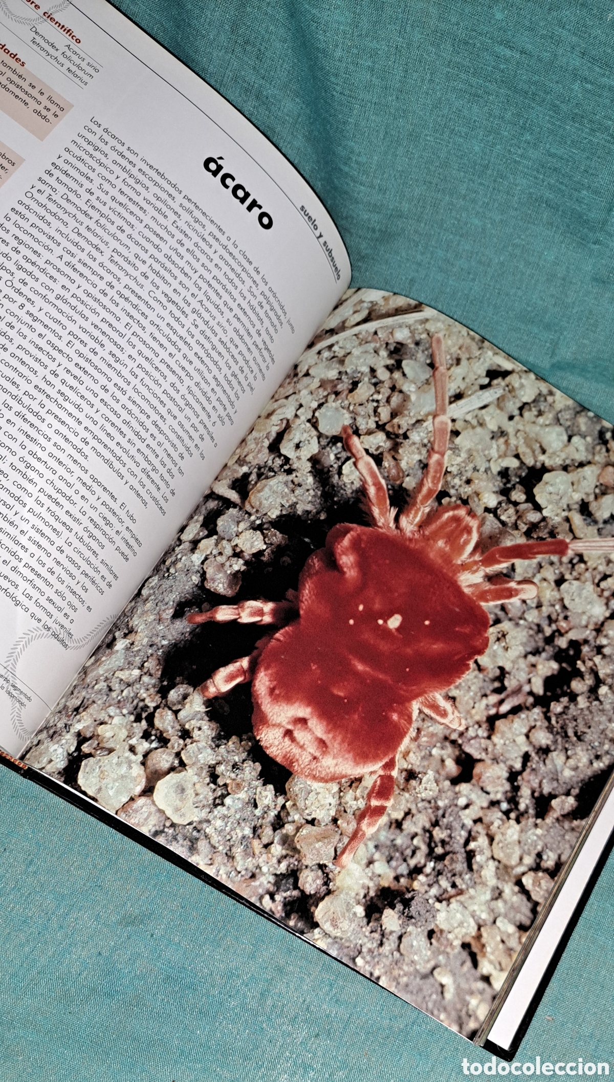 Libros: EL LIBRO DE LOS ANIMALES, NAUTA, 2004 - Foto 10