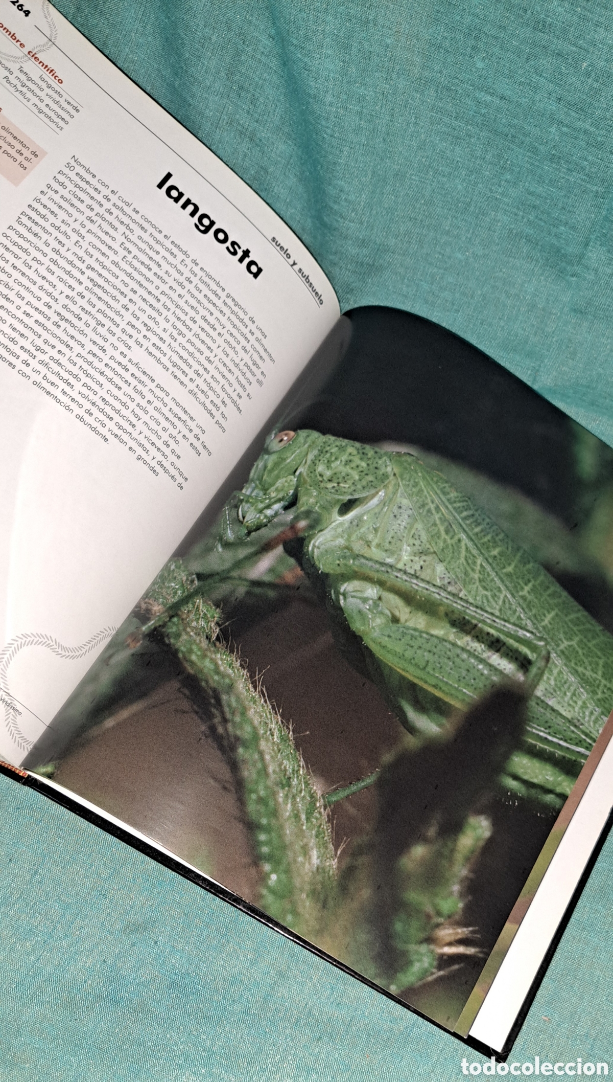 Libros: EL LIBRO DE LOS ANIMALES, NAUTA, 2004 - Foto 11