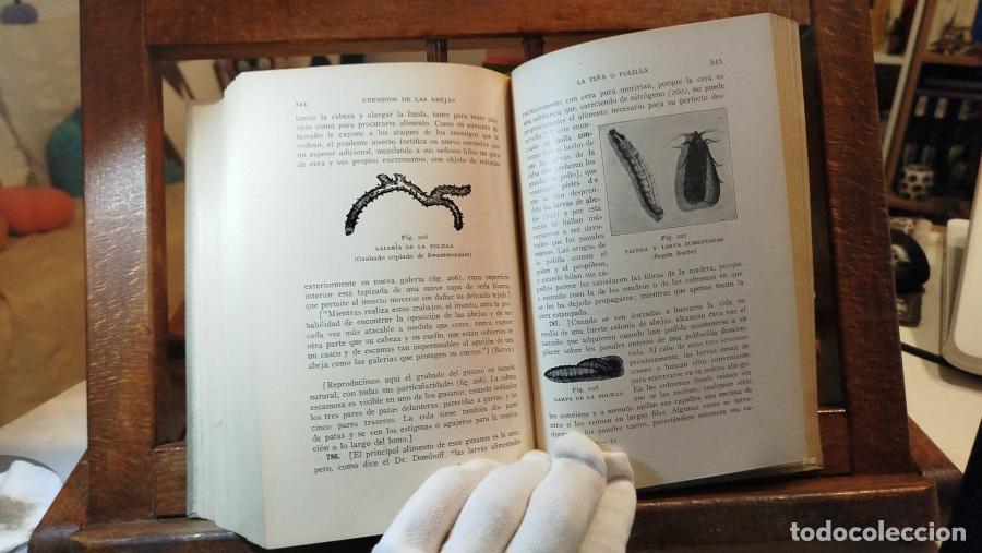 Libros: La abeja y la colmena - Langstroth, Lorenzo (1810-1895) - Foto 8