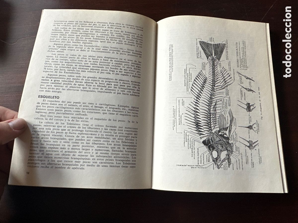 Libros: PESCADO BLANCO Y AZUL / ROBERTO LOTINA BENGURIA - Foto 5
