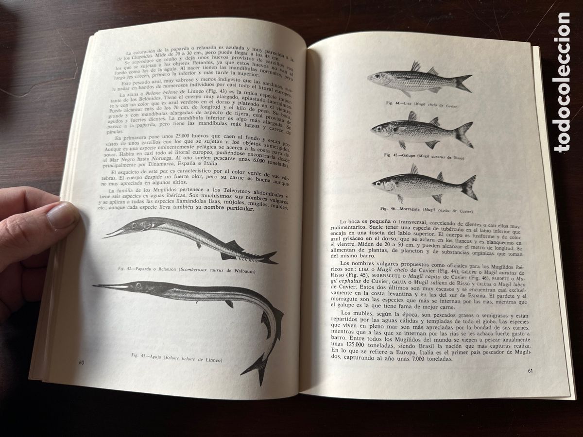 Libros: PESCADO BLANCO Y AZUL / ROBERTO LOTINA BENGURIA - Foto 6