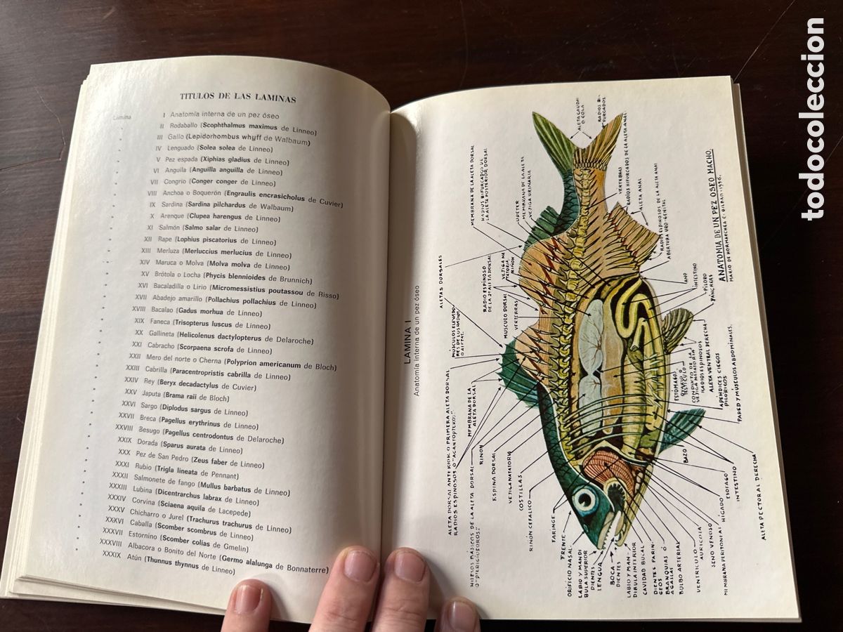 Libros: PESCADO BLANCO Y AZUL / ROBERTO LOTINA BENGURIA - Foto 7