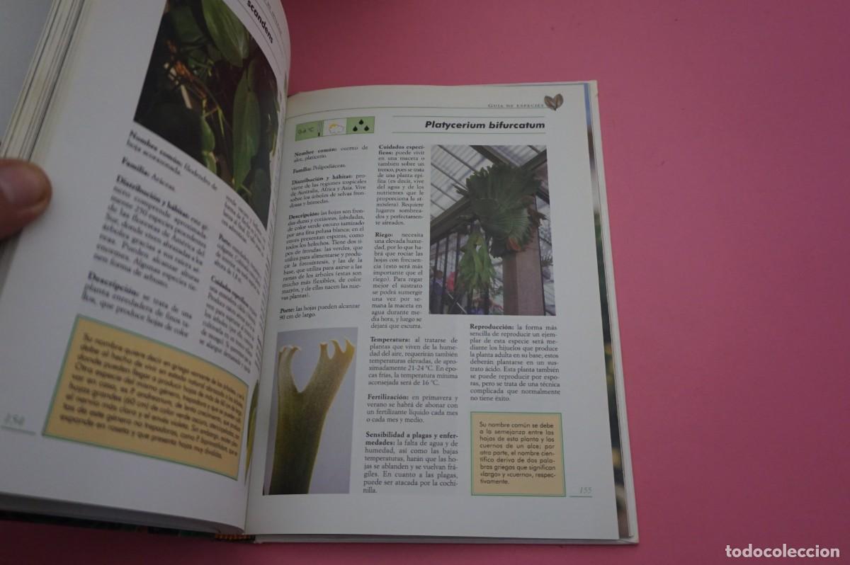 Libros: AR10D/ EL GRAN LIBRO DE LAS PLANTAS DE INTERIOR / EDITORIAL DE VECCHI - Foto 3