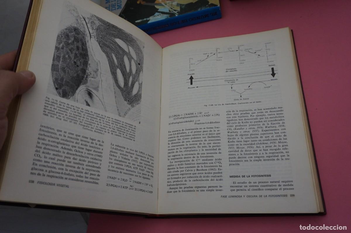 Libros: AR17C / FISIOLOGIA VEGETAL - ROBERT M. DEVLIN / EDICIONES OMEGA - Foto 7