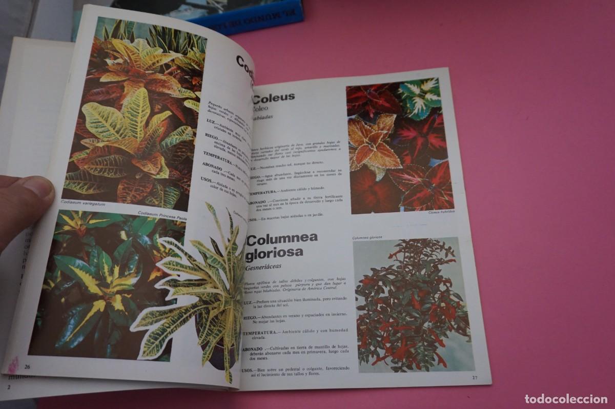Libros: AR17C / GUIA INTERFLORA - PLANTAS DE INTERIOR - VIA INTERFLORA - Foto 3