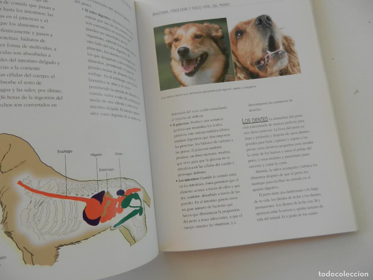 Libros: ENTENDER EDUCAR Y CUIDAR A TU PERRO - JAVIER VILLAHIZ&Aacute;N - EDITORIAL LIBSA 2006. - Foto 6