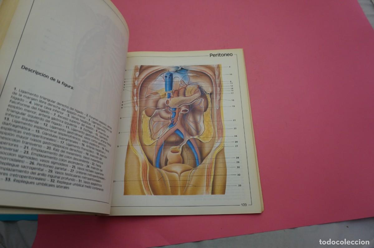Libros: 9B/ ATLAS DE ANATOMIA - B. BRAUN-DEXON - Foto 3