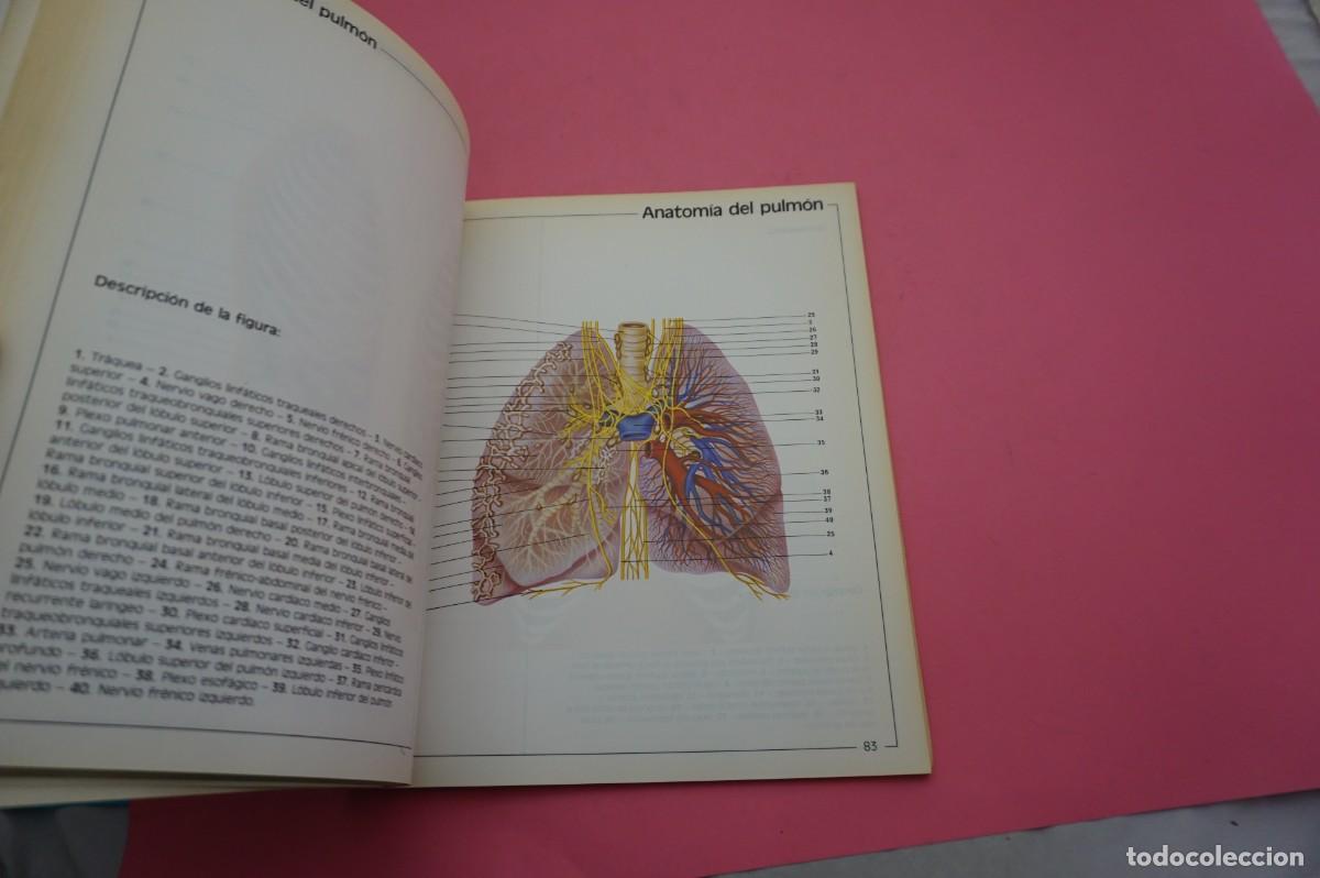 Libros: 9B/ ATLAS DE ANATOMIA - B. BRAUN-DEXON - Foto 4