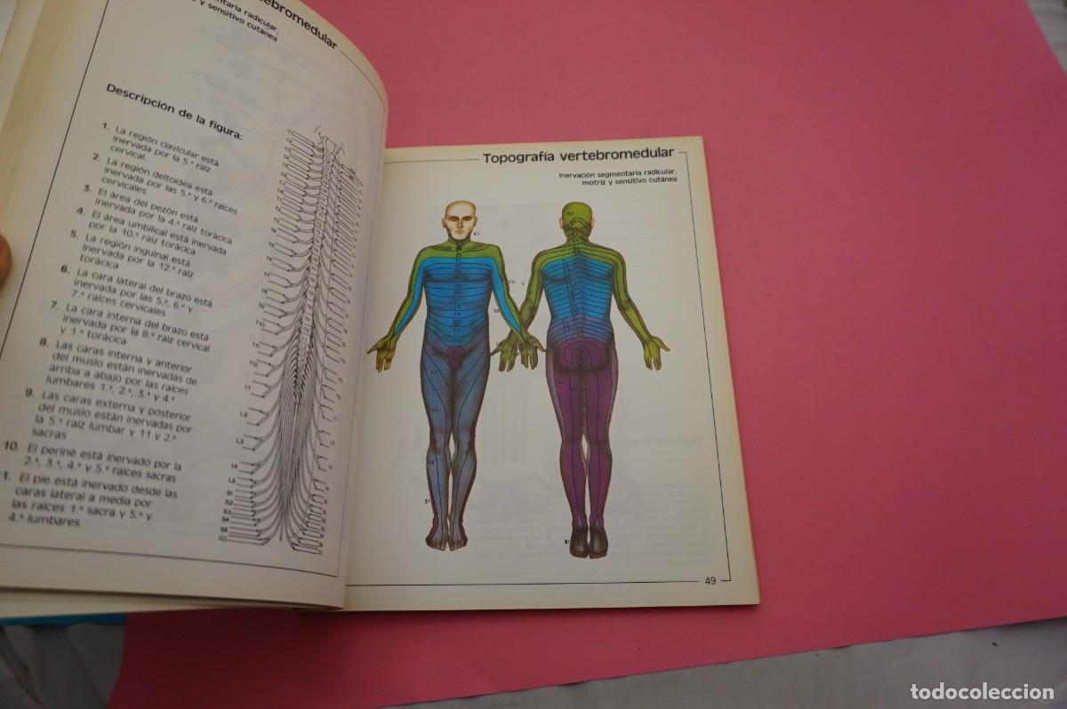 Libros: 9B/ ATLAS DE ANATOMIA - B. BRAUN-DEXON - Foto 5