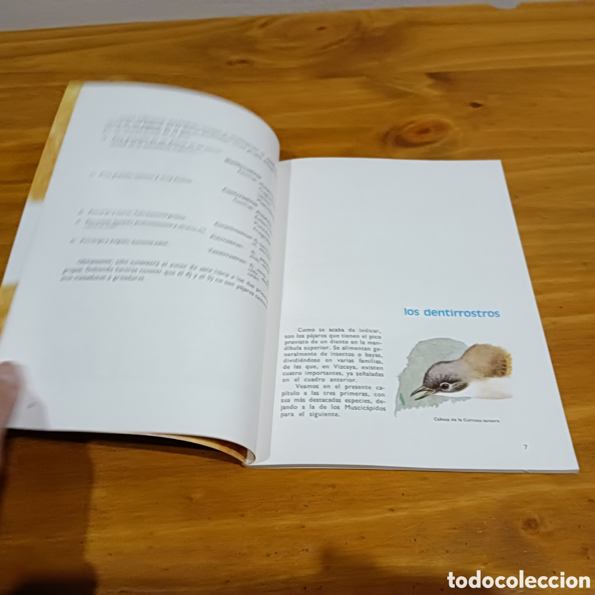 Libros: P&aacute;jaros cantores. Jos&eacute; Millan. - Foto 3