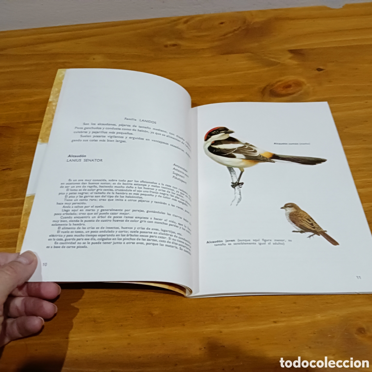 Libros: P&aacute;jaros cantores. Jos&eacute; Millan. - Foto 4