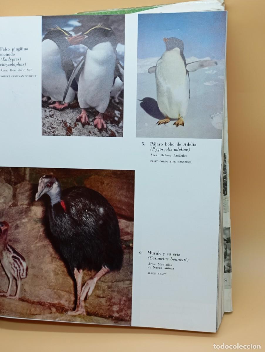 Libros: LAS AVES , E.THOMAS GILLIARD 1500 ESPECIES ILUSTRACIONES - Foto 6