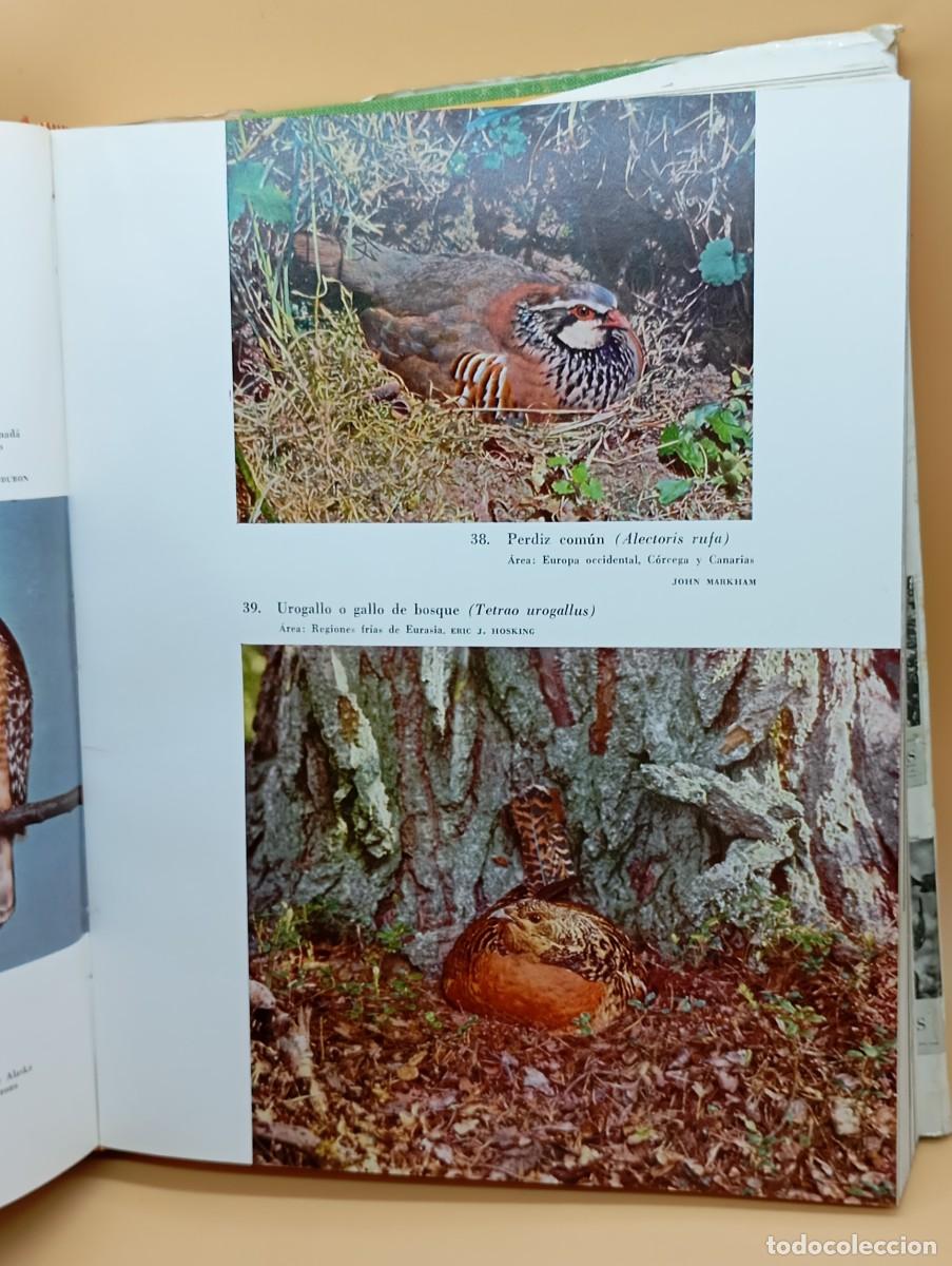 Libros: LAS AVES , E.THOMAS GILLIARD 1500 ESPECIES ILUSTRACIONES - Foto 7