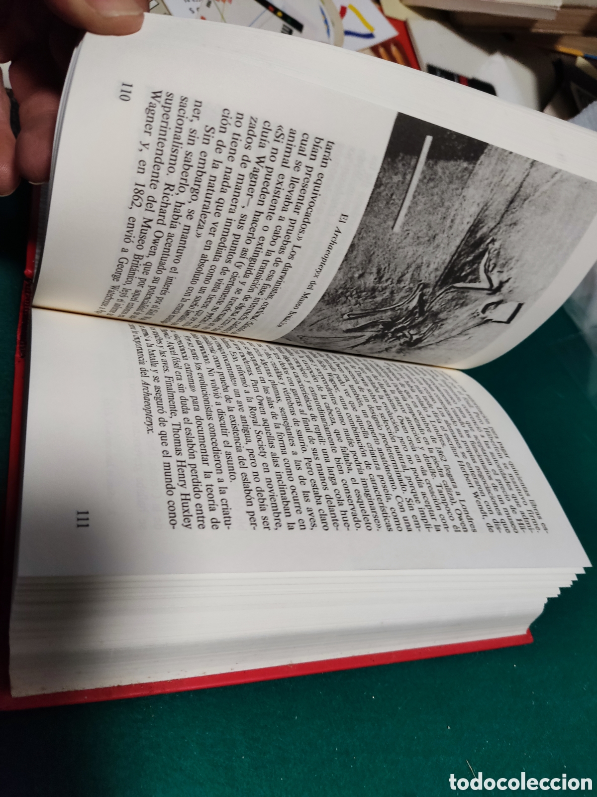 Libros: Libro el enigma de los dinosaurios de j.n.Wilford - Foto 6