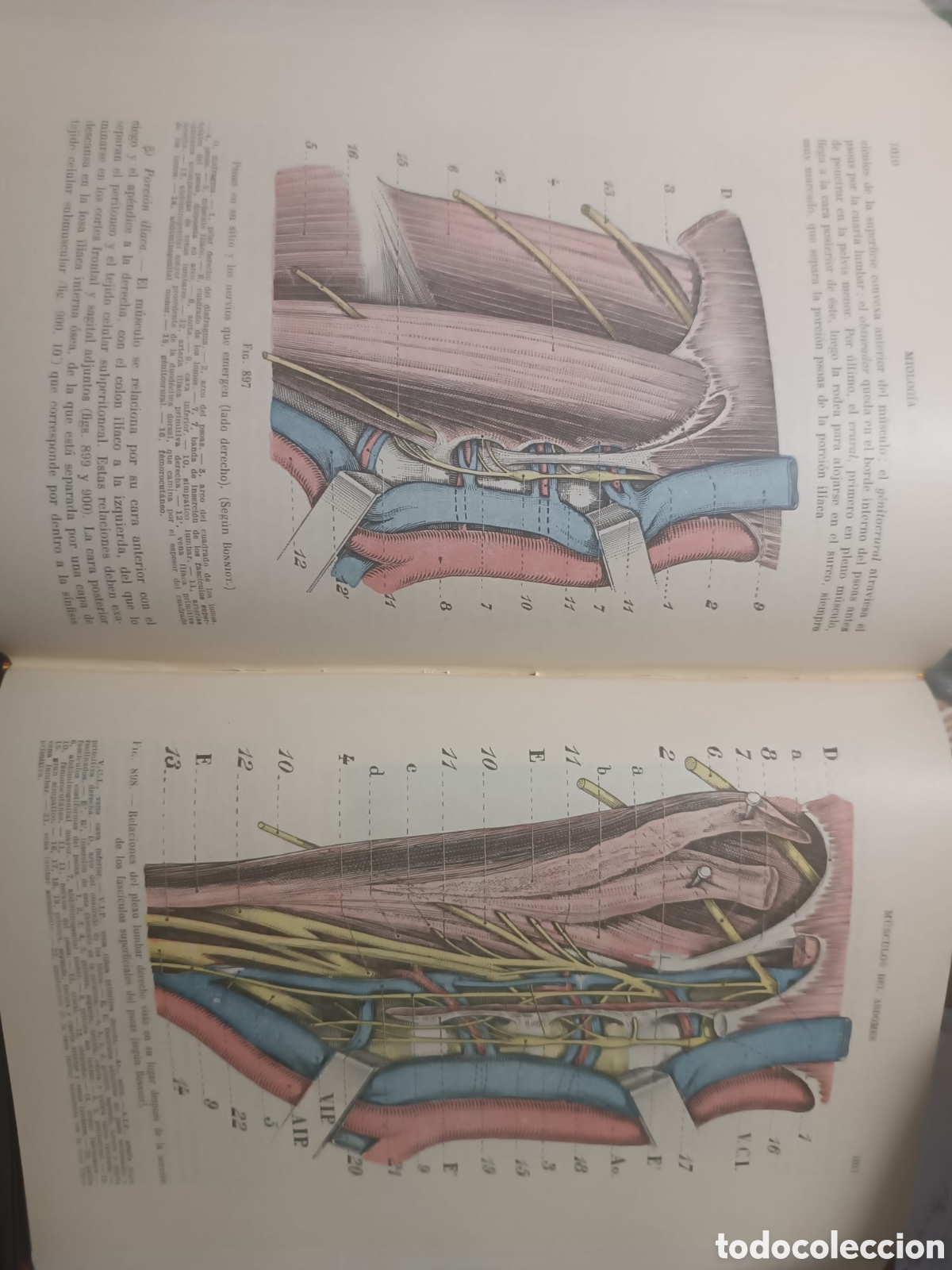 Libros: Anatom&iacute;a Humana, Latarjet - Foto 12