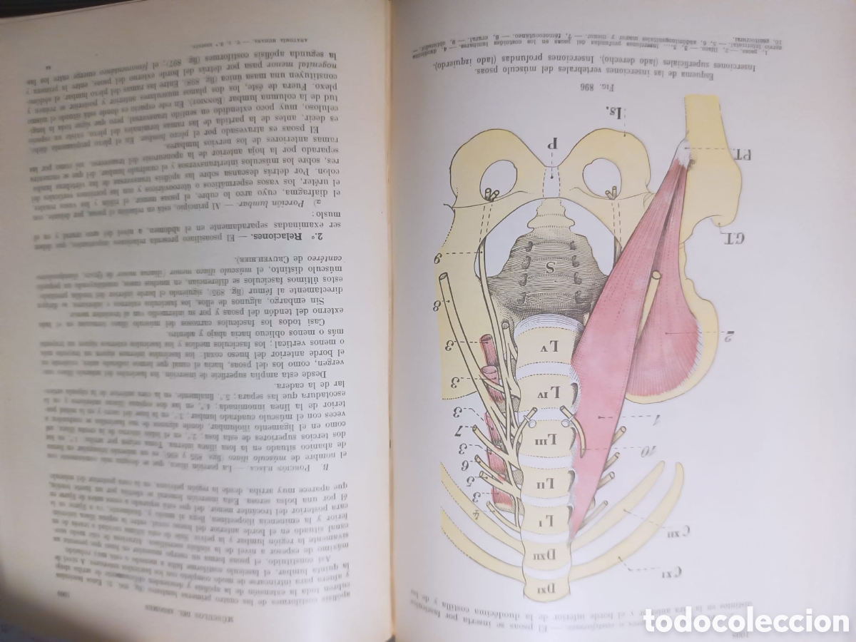 Libros: Anatom&iacute;a Humana, Latarjet - Foto 13