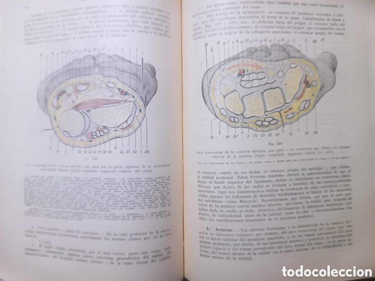 Libros: Anatom&iacute;a Humana, Latarjet - Foto 16