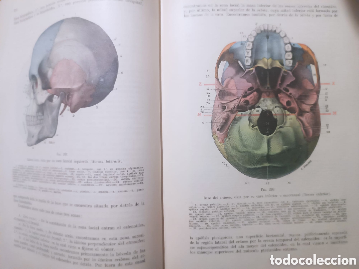 Libros: Anatom&iacute;a Humana, Latarjet - Foto 17
