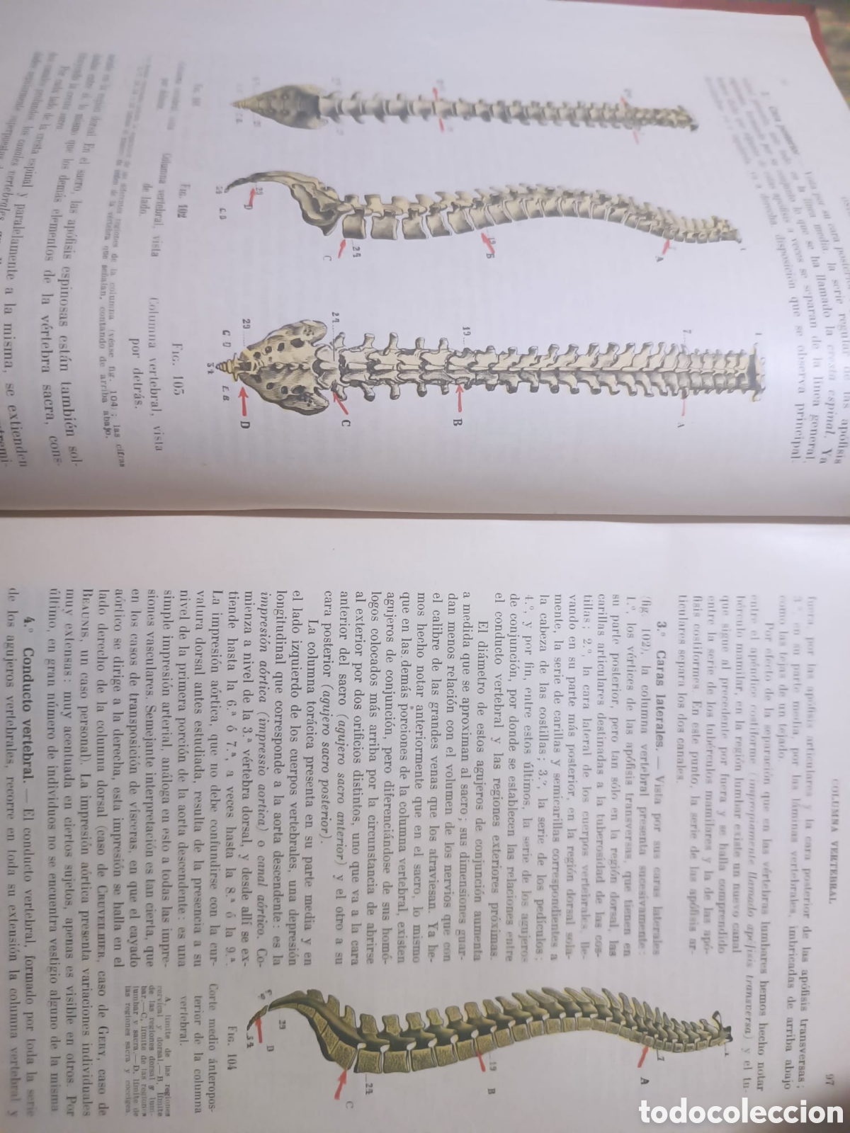 Libros: Anatom&iacute;a Humana, Latarjet - Foto 25