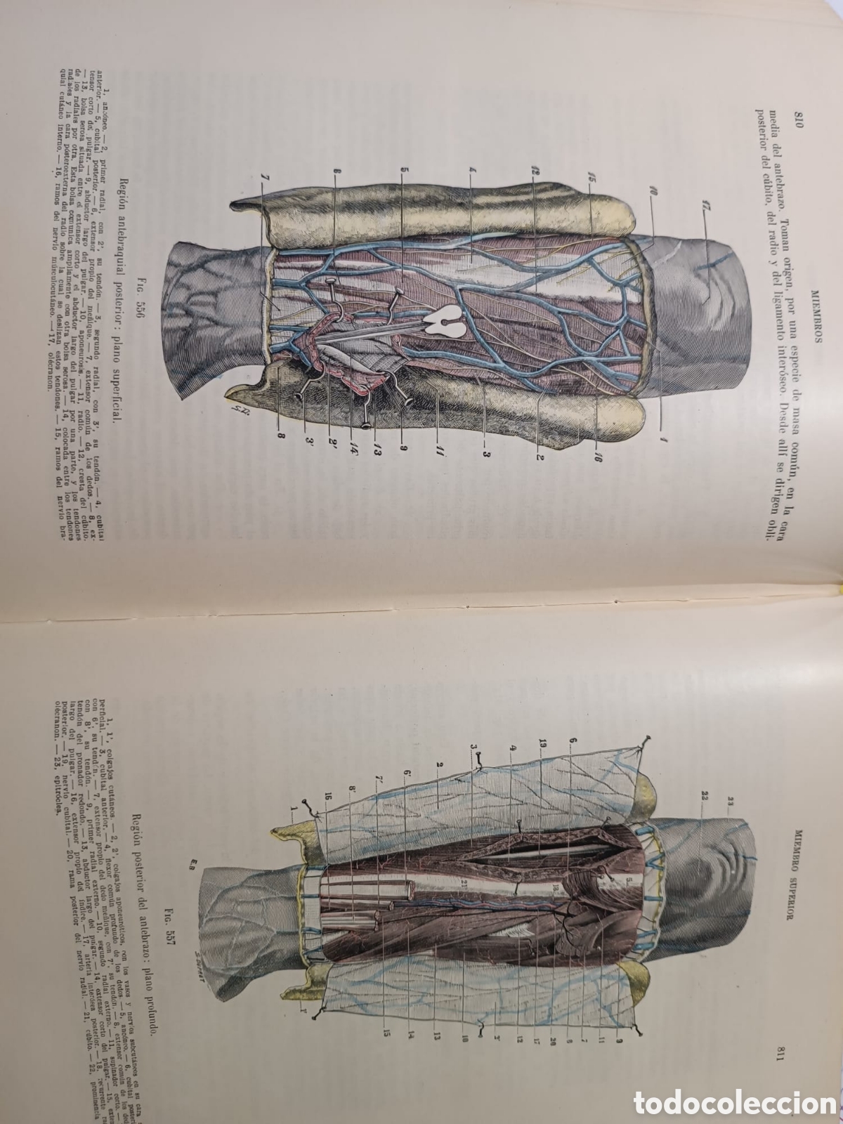 Libros: Tratado de Anatom&iacute;a Topogr&aacute;fica - Foto 2
