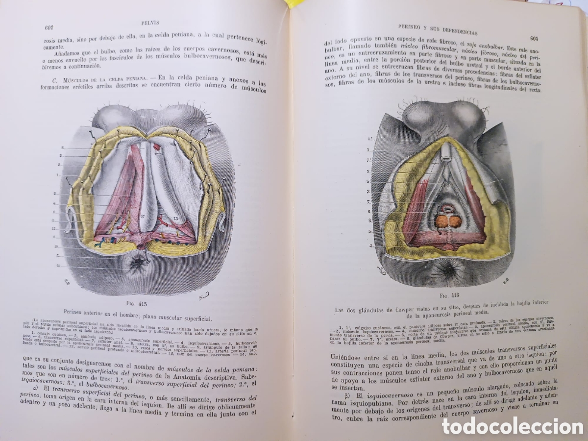 Libros: Tratado de Anatom&iacute;a Topogr&aacute;fica - Foto 3