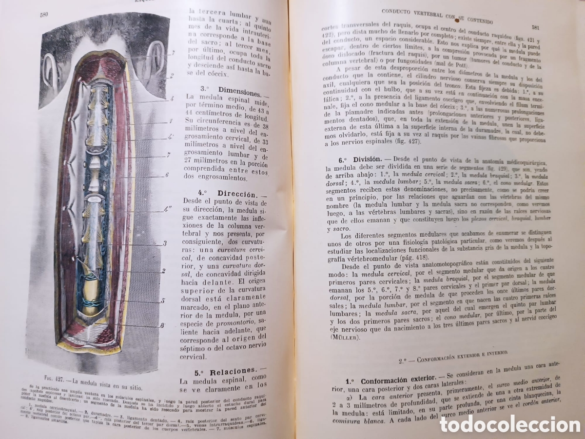 Libros: Tratado de Anatom&iacute;a Topogr&aacute;fica - Foto 8