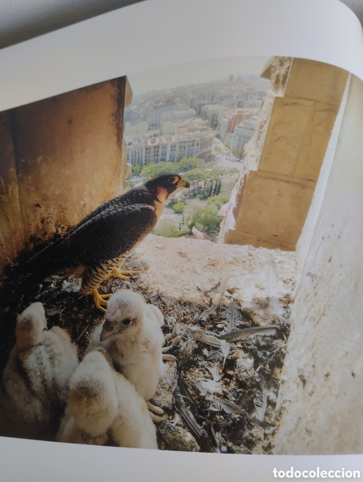 Libros: Libro Halcones de Barcelona. Oriol Alamany. 126 paginas. - Foto 6