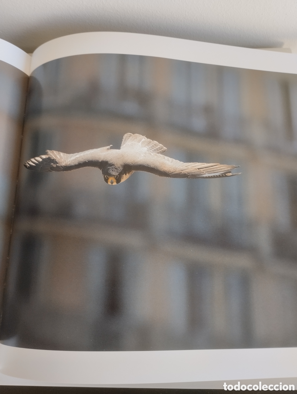 Libros: Libro Halcones de Barcelona. Oriol Alamany. 126 paginas. - Foto 9