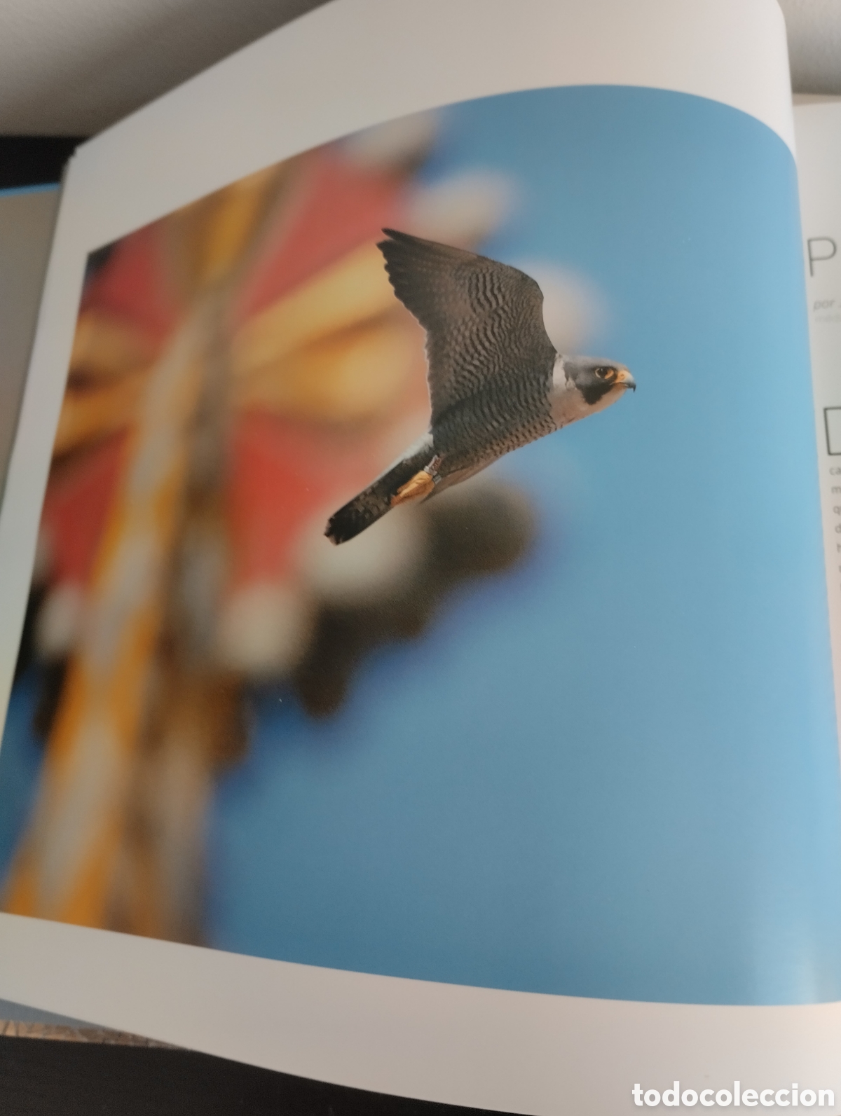 Libros: Libro Halcones de Barcelona. Oriol Alamany. 126 paginas. - Foto 11