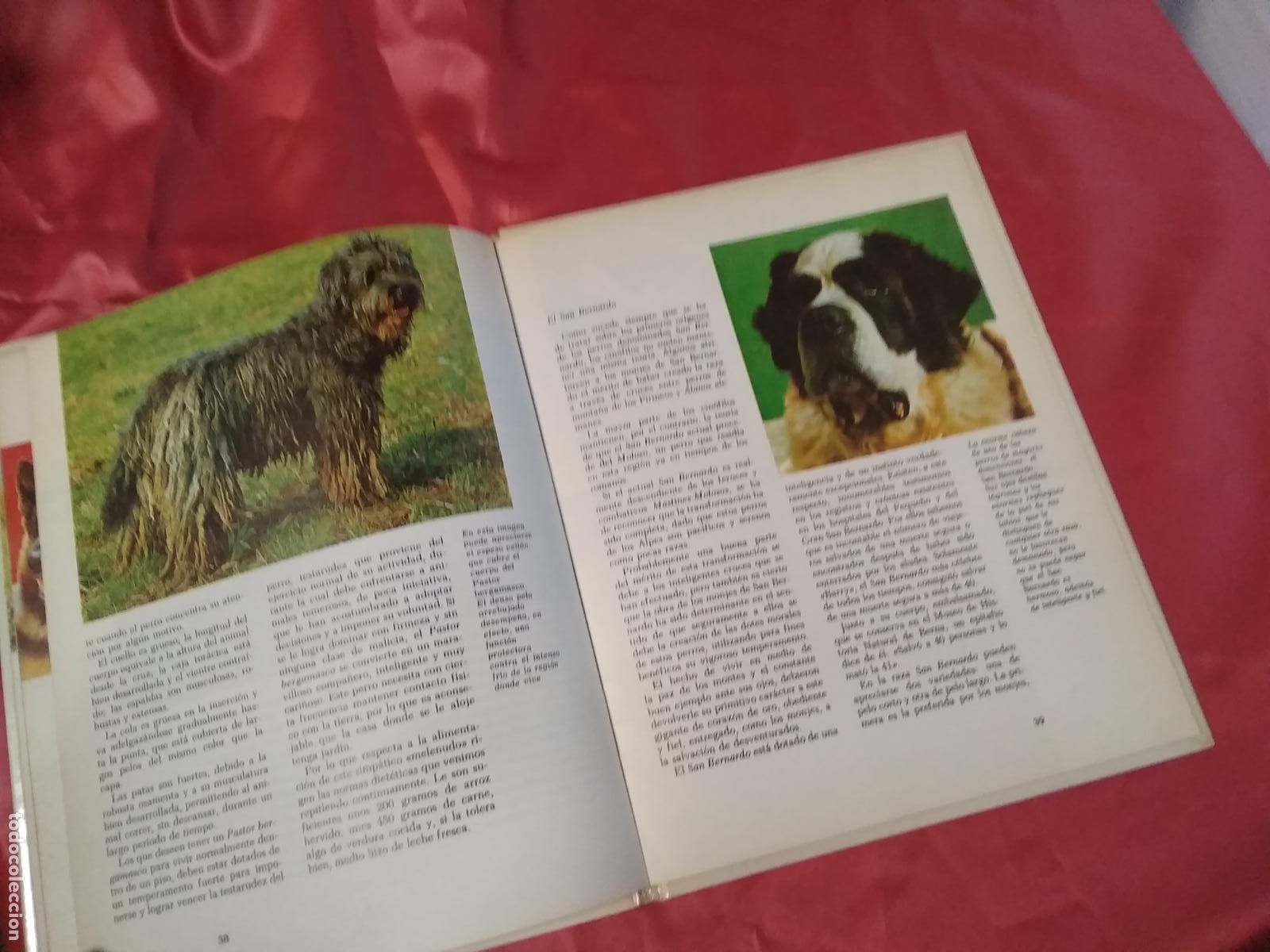 Libros: Mis amigos los perros A. M. Franci Q.220 - Foto 3