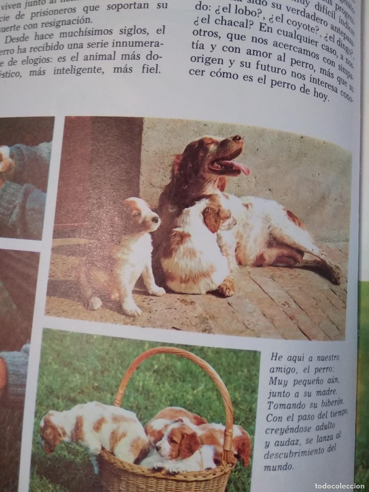 Libros: Mis amigos los perros A. M. Franci Q.220 - Foto 5
