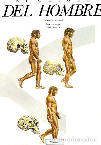 Libros: Origen del hombre - Fiorenzo Facchini - Foto 1