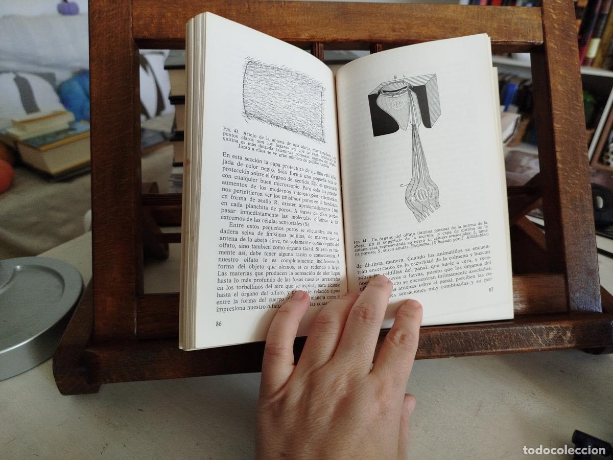 Libros: La vida de las abejas - Frisch, karl von - Foto 4