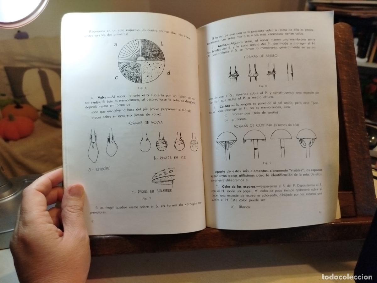 Libros: Setas - Perala Santolaria, Jos&eacute; Manuel - Foto 4