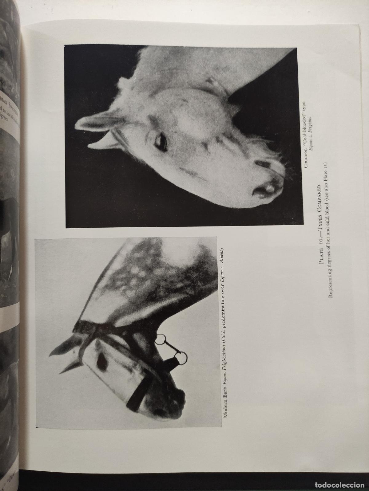 Libros: THE AUTHENTIC ARABIAN HORSE - LADY WENTWORTH - Foto 4