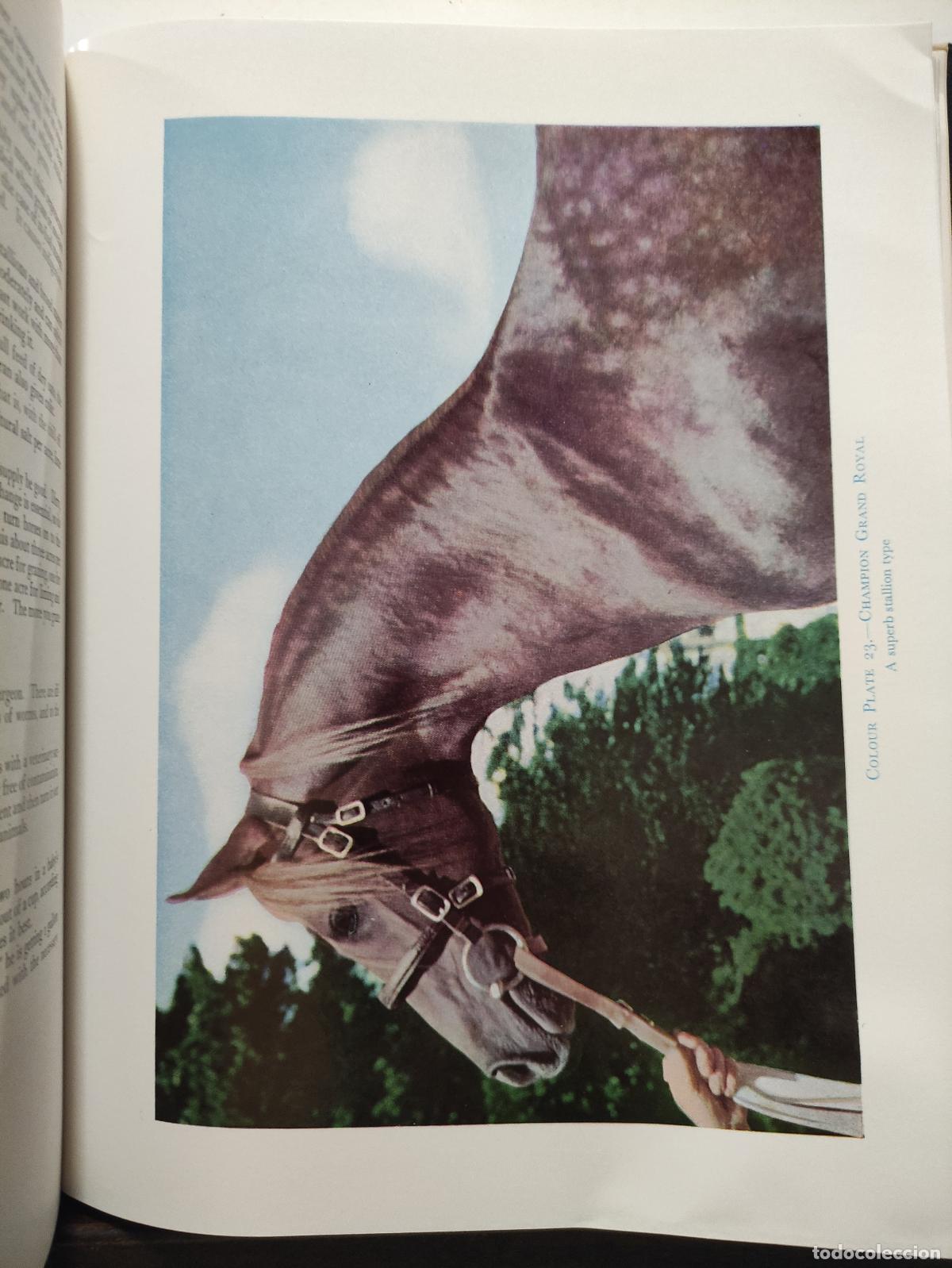Libros: THE AUTHENTIC ARABIAN HORSE - LADY WENTWORTH - Foto 6