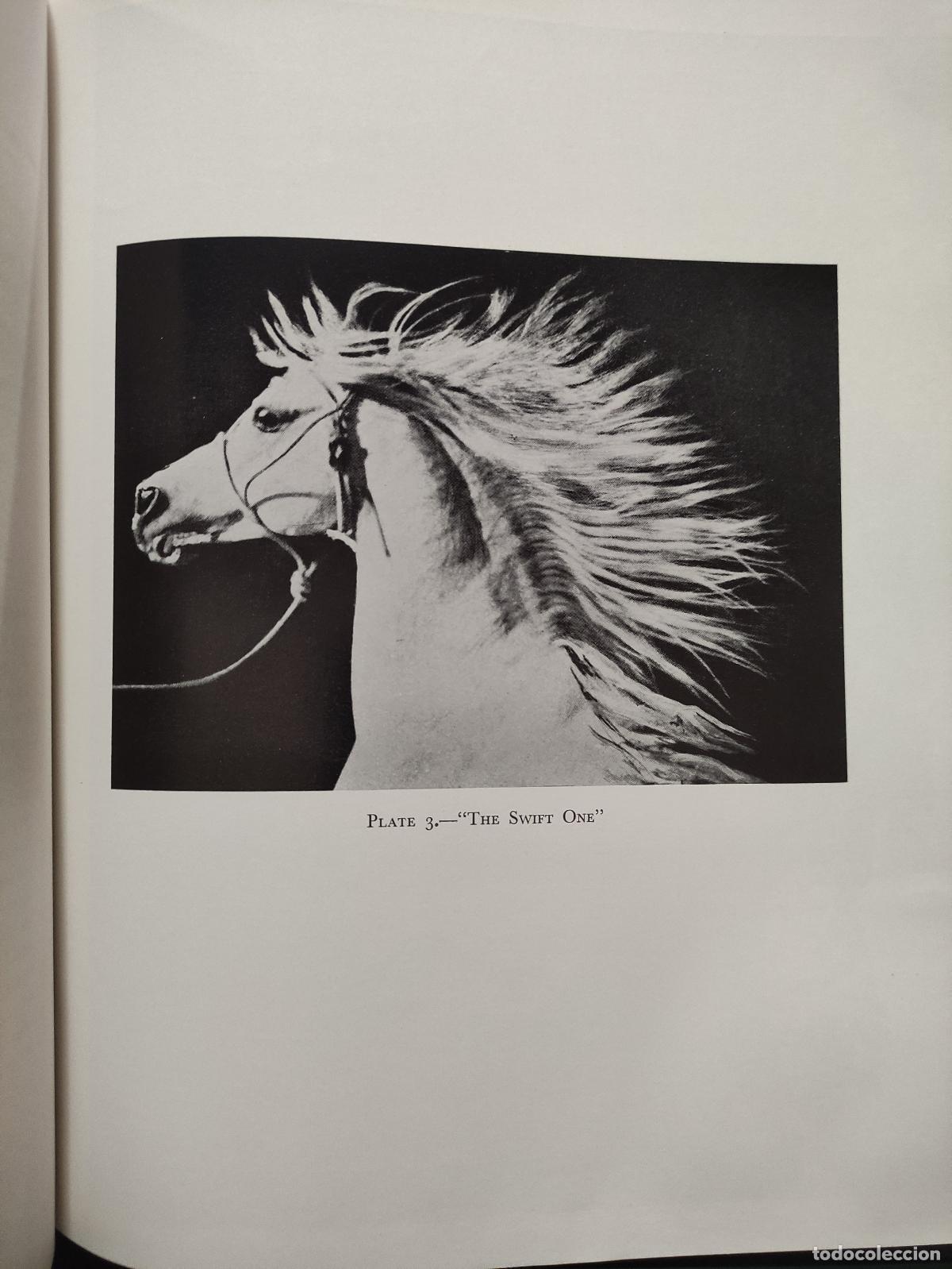 Libros: THE AUTHENTIC ARABIAN HORSE - LADY WENTWORTH - Foto 8