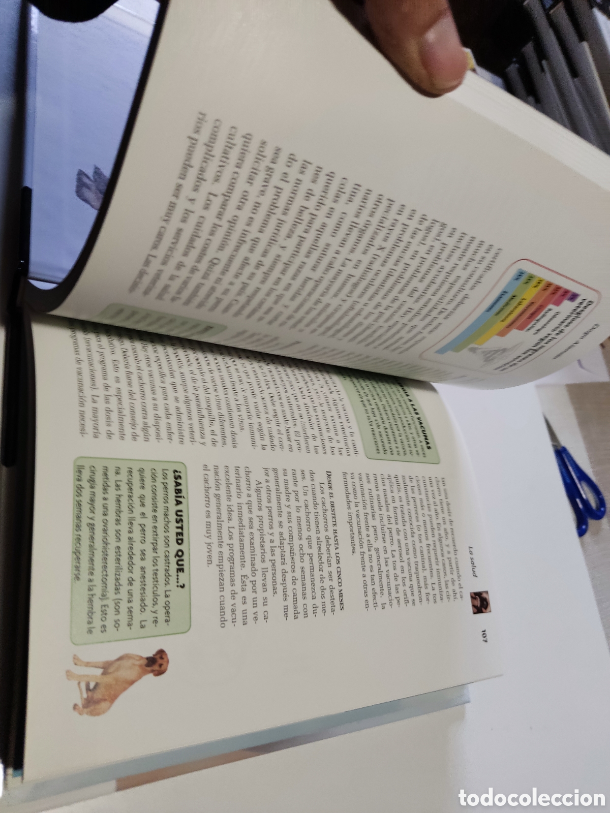 Libros: Libro perro Dogo alem&aacute;n - Foto 3