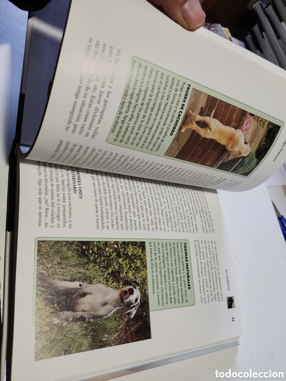 Libros: Libro perro Dogo alem&aacute;n - Foto 5