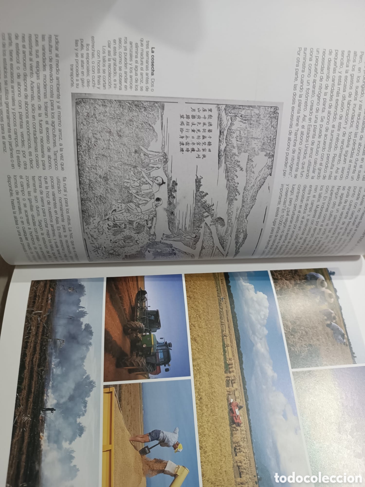 Libros: El Gran Libro del arroz - Foto 8