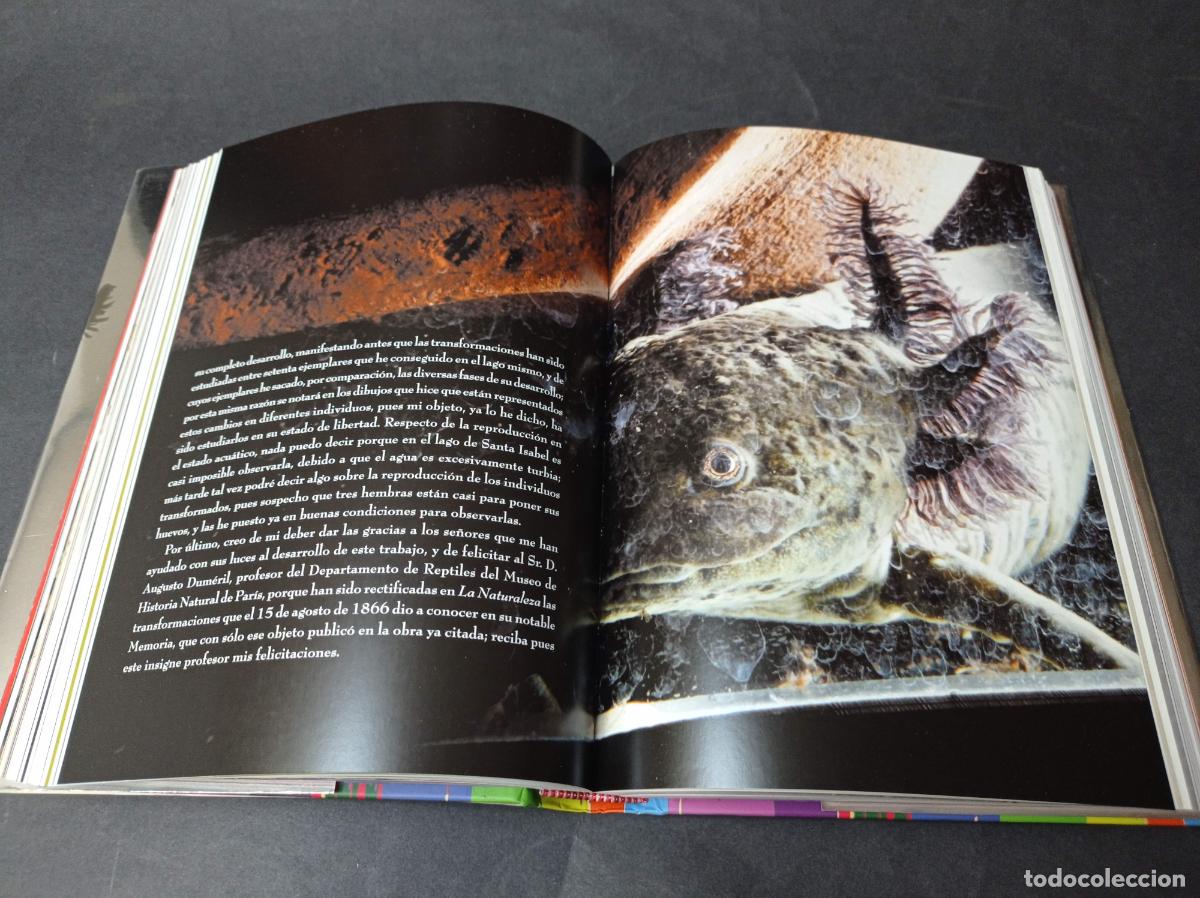 Libros: 2011 - ROGER BARTRA. Axolotiada. Vida y mito de un anfibio mexicano - Foto 5