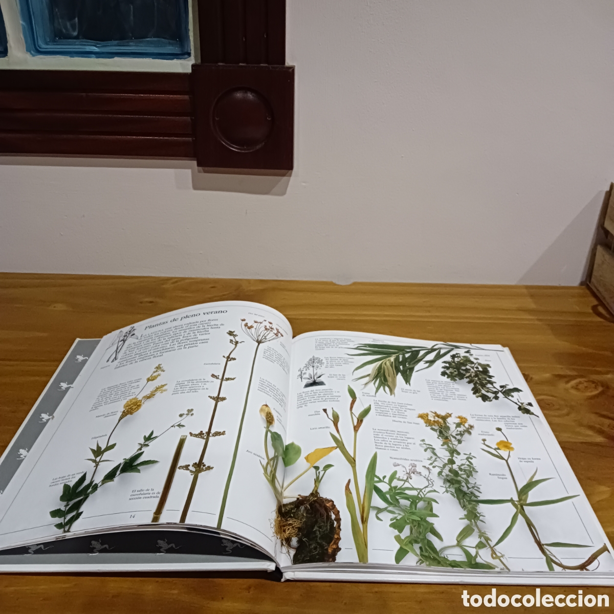 Libros: El r&iacute;o y la laguna. Biblioteca visual altea - Foto 4