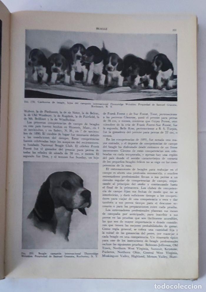 Libros: ENCICLOPEDIA MODERNA DEL PERRO - Henry P. Davis - Foto 2