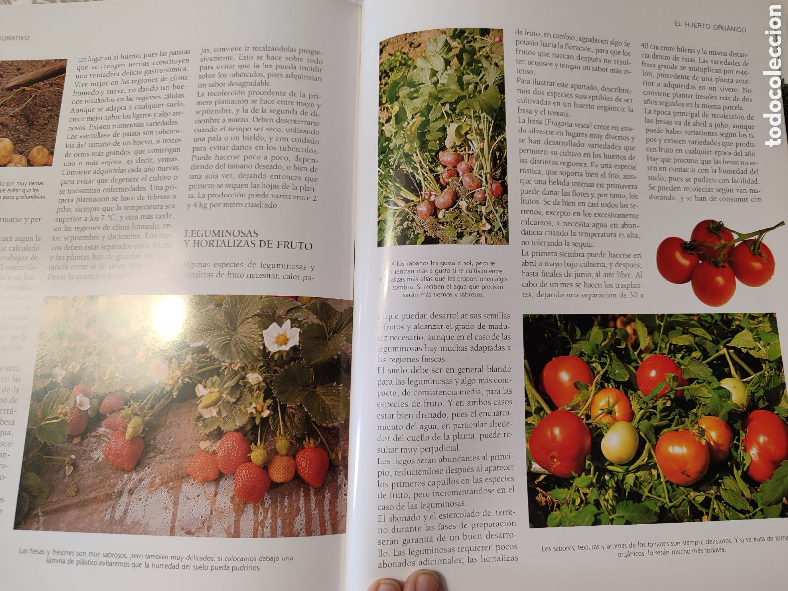 Libros: El GRAN LIBRO DE LA JARDINER&Iacute;A. - Foto 7
