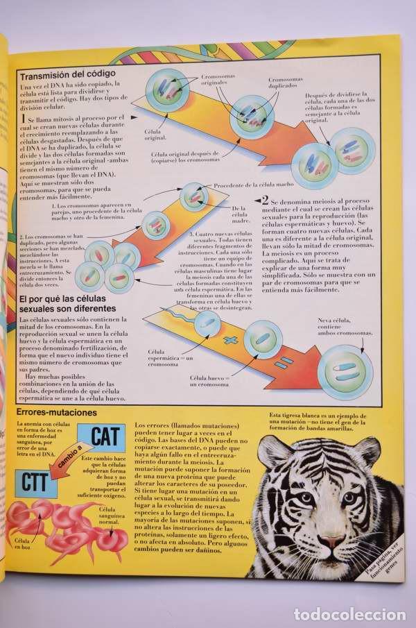 Libros: El libro de la Evoluci&oacute;n - CORK, Barbara y BRESLER, Lynn - Foto 4