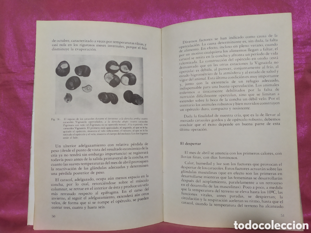 Libros: El Caracol cria y explotaci&oacute;n de Giuseppe Gallo - Foto 2