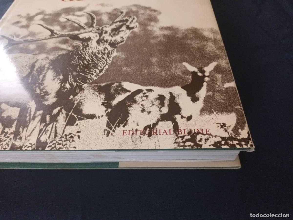 Libros: El gran libro de la caza / Blume - Foto 4