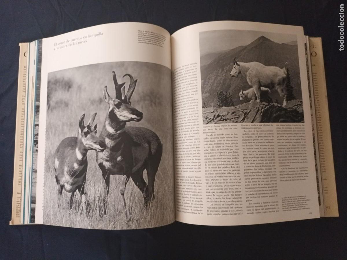Libros: El gran libro de la caza / Blume - Foto 11
