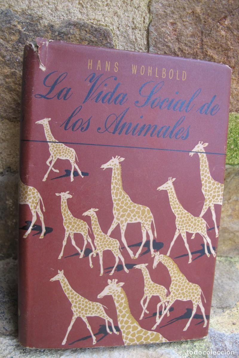 Libros: LA VIDA SOCIAL DE LOS ANIMALES. HANS WOHLBOLD - Foto 1