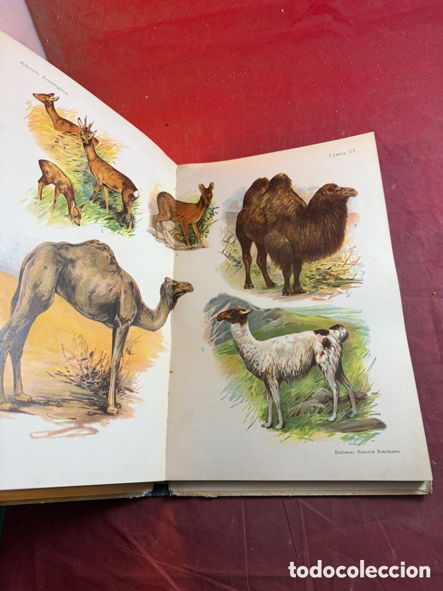 Libros: EL MUNDO DE LOS ANIMALES - Foto 4